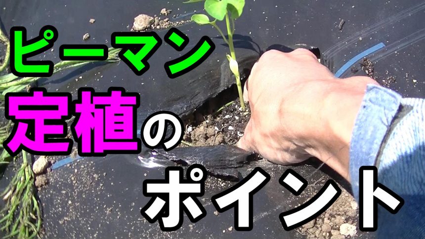 ピーマンを定植するときのポイント 農tube委員会プラス