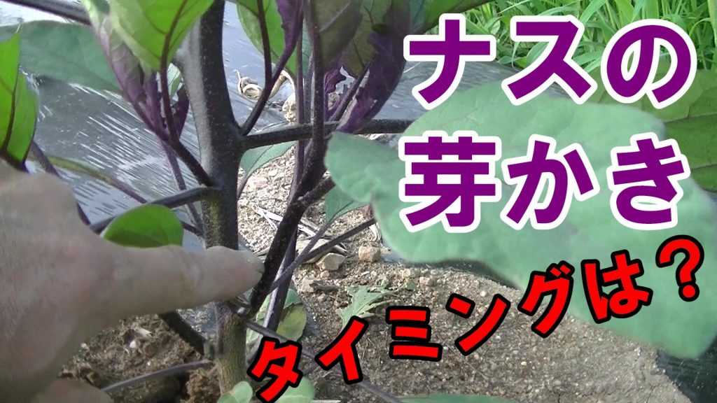 ナスの芽かきと多品目栽培のキモ 農tube委員会プラス