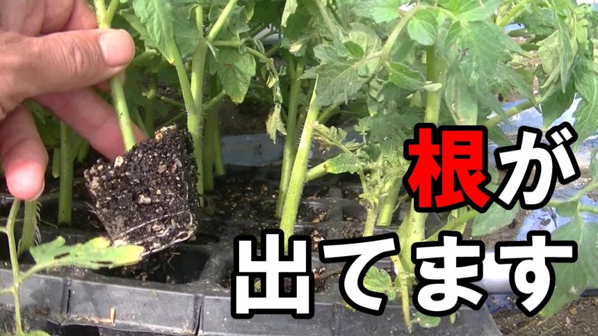 脇芽トマト苗が仕上がってきたので定植します 農tube委員会プラス